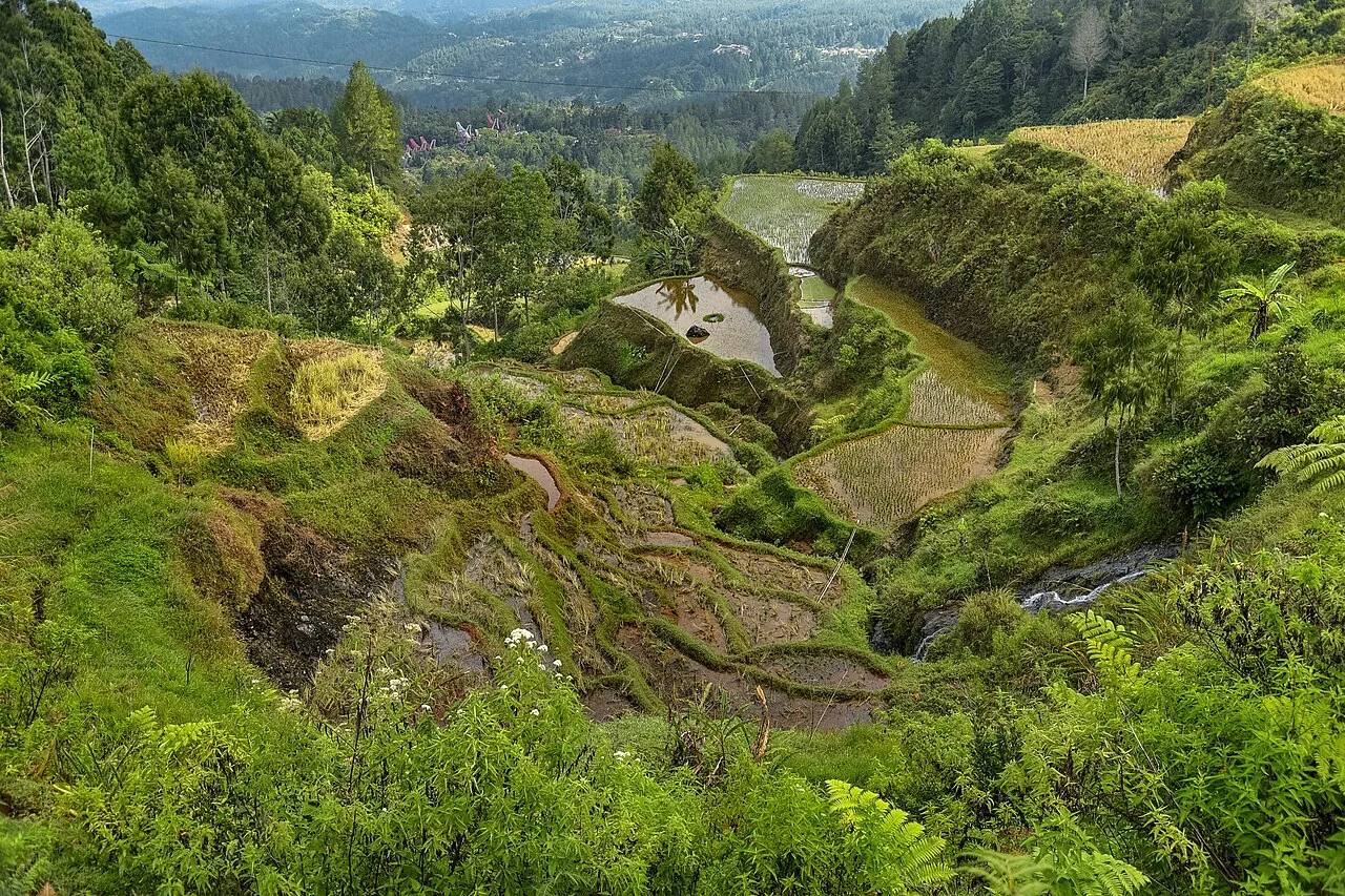 Rice terraces edged by forest on the slopes of Tana Toraja